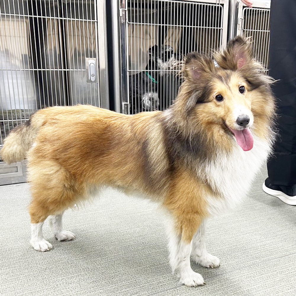 生徒が撮影したモデル犬の写真♪②